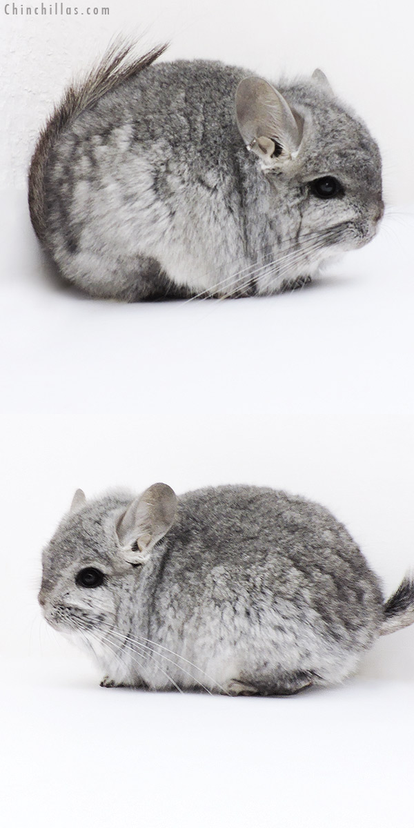 18223 Exceptional Standard  Royal Persian Angora Male Chinchilla