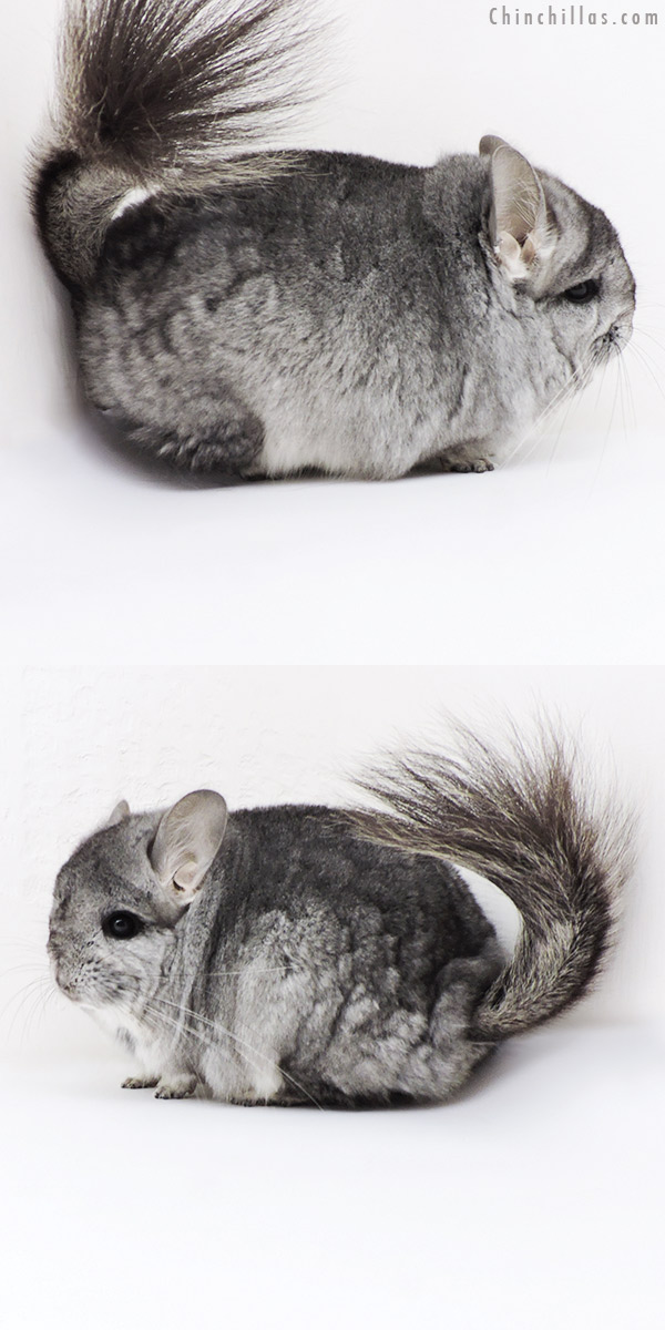 18270 Blocky Standard  Royal Persian Angora Male Chinchilla