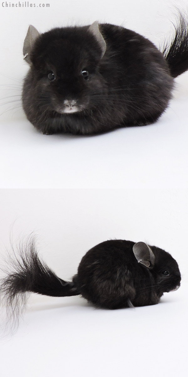 18271 Ebony  Royal Persian Angora ( Locken Carrier ) Male Chinchilla