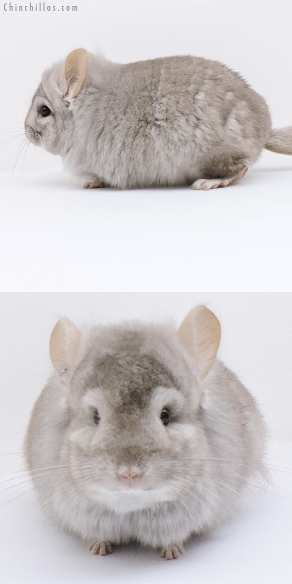 18268 Beige  Royal Persian Angora Male Chinchilla