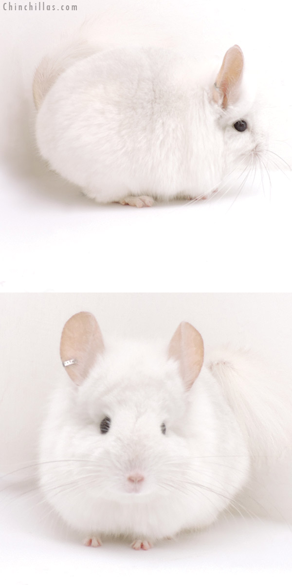 18256 Pink White  Royal Persian Angora Male Chinchilla