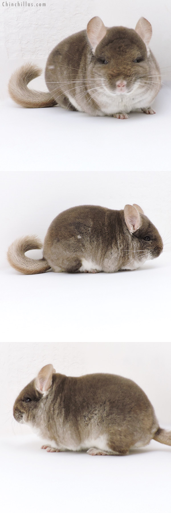 18253 Blocky Show Quality TOV Beige / Brown Velvet Male Chinchilla