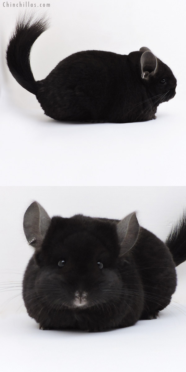 18259 Exceptional Ebony (  Royal Persian Angora & Locken Carrier ) Female Chinchilla