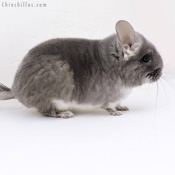 18262 Violet (  Royal Persian Angora Carrier ) Female Chinchilla