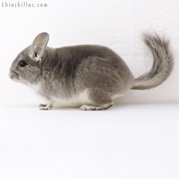 18264 Violet (  Royal Persian Angora Carrier ) Female Chinchilla