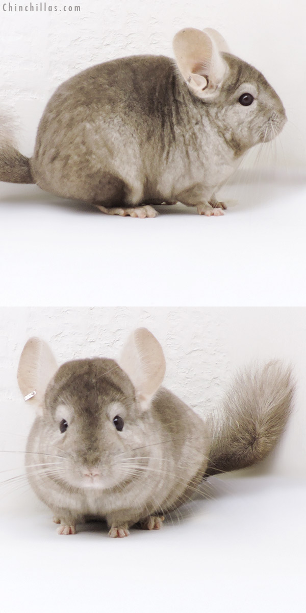 18258 Tan (  Royal Persian Angora Carrier ) Female Chinchilla