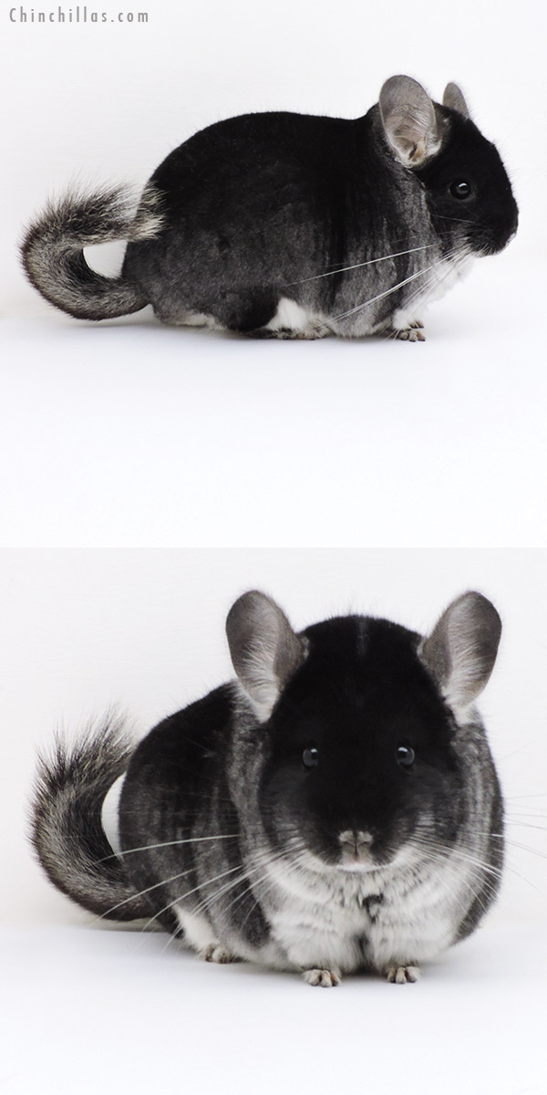 18254 Blocky Herd Improvement Quality Black Velvet Male Chinchilla