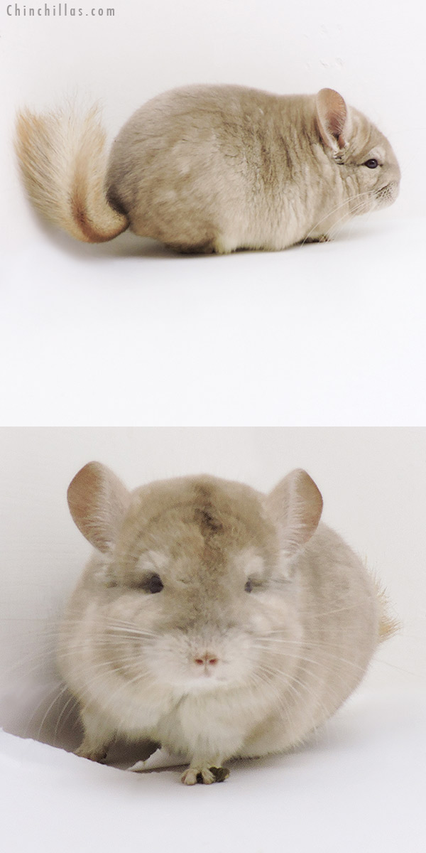 18269 Blocky Show Quality Beige Male Chinchilla