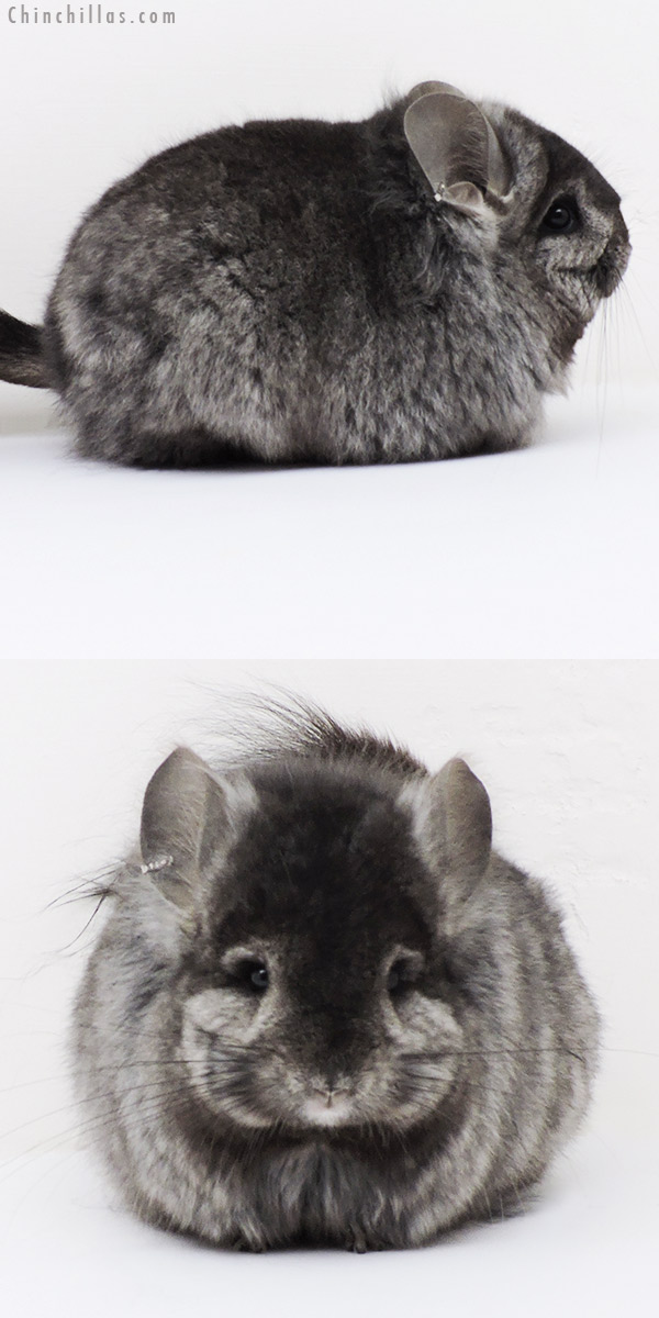 18267 Exceptional Blocky Ebony  Royal Persian Angora ( Locken Carrier ) Female Chinchilla