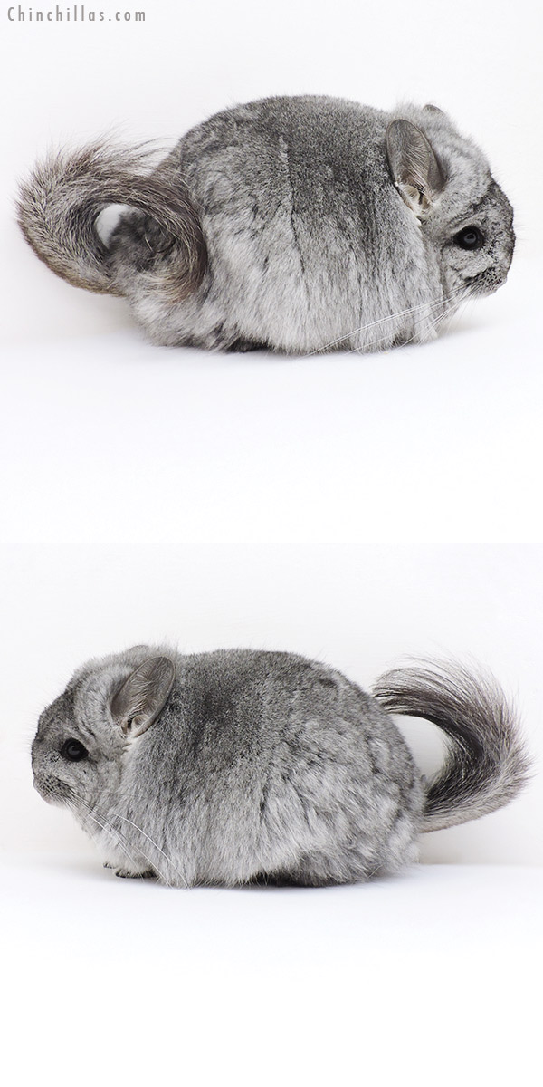 18247 Exceptional Blocky Standard  Royal Persian Angora Female Chinchilla