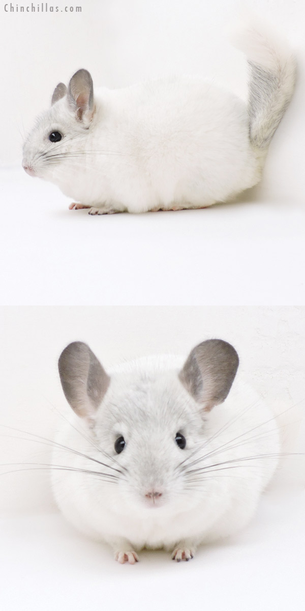 18255 Herd Improvement Quality Predominantly White Male Chinchilla