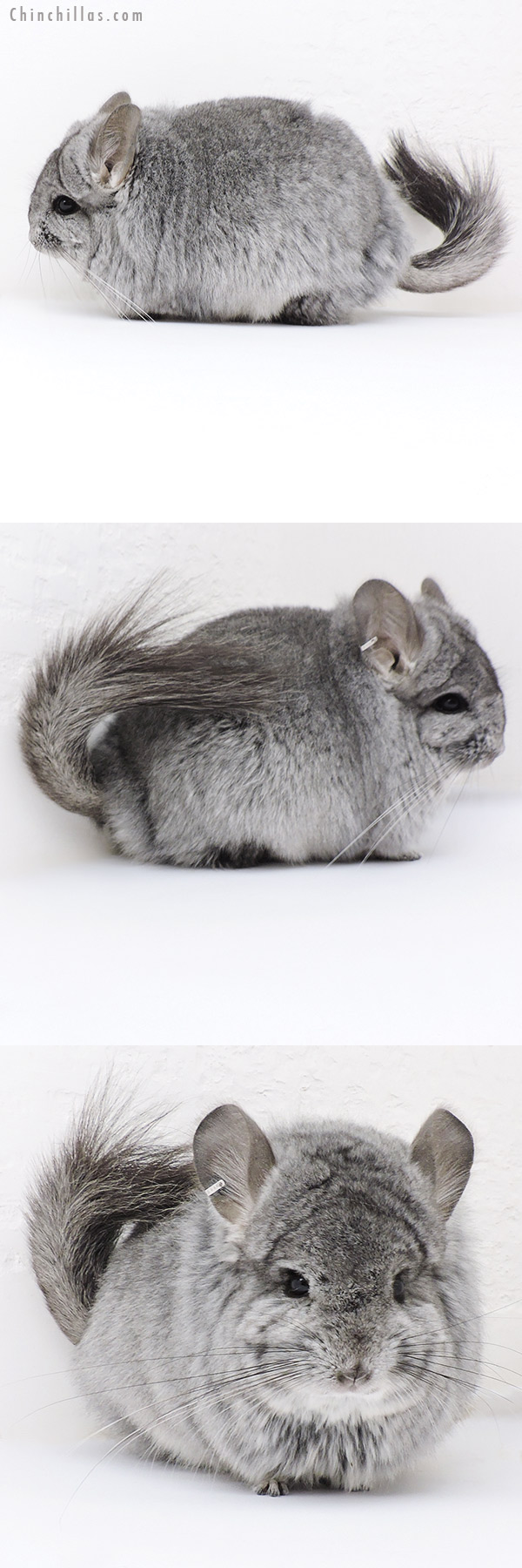 18246 Standard  Royal Persian Angora ( Violet Carrier ) Female Chinchilla