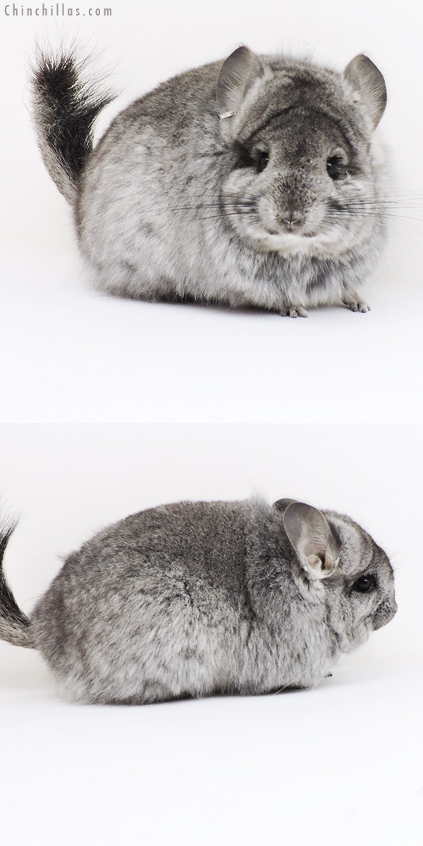 18265 Standard  Royal Persian Angora ( Ebony & Locken Carrier ) Female Chinchilla