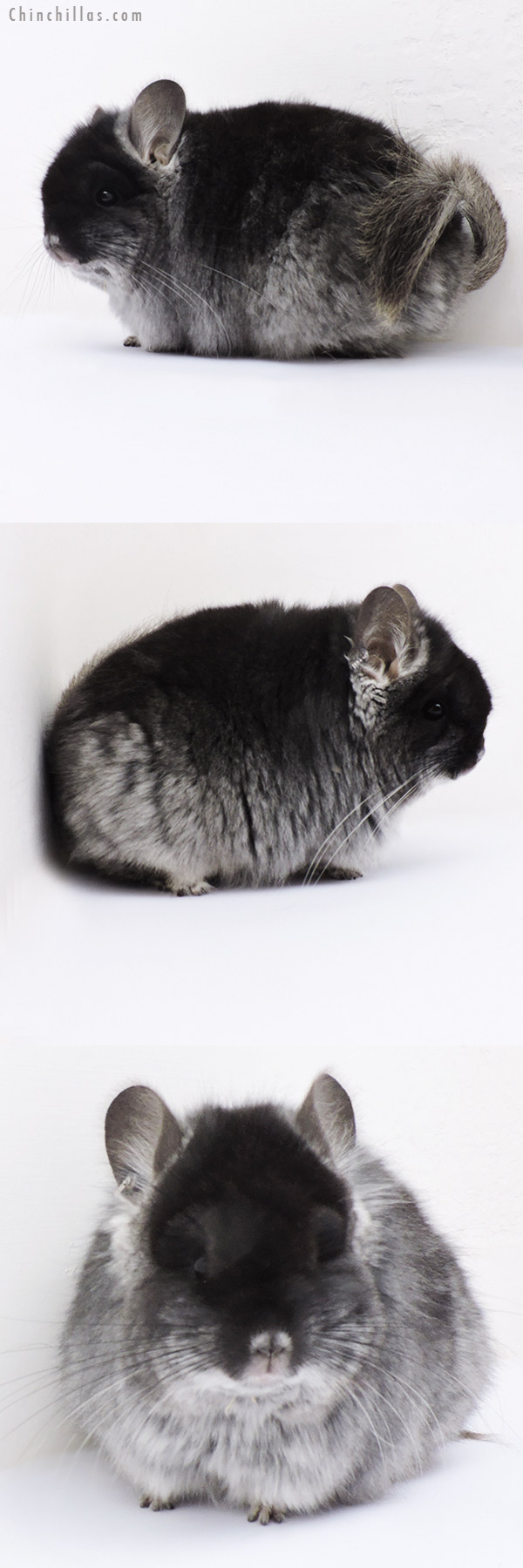 18280 Exceptional Brevi Type Black Velvet  Royal Persian Angora Female Chinchilla