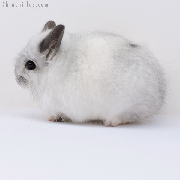 18277 White Mosaic  Royal Persian Angora Male Chinchilla