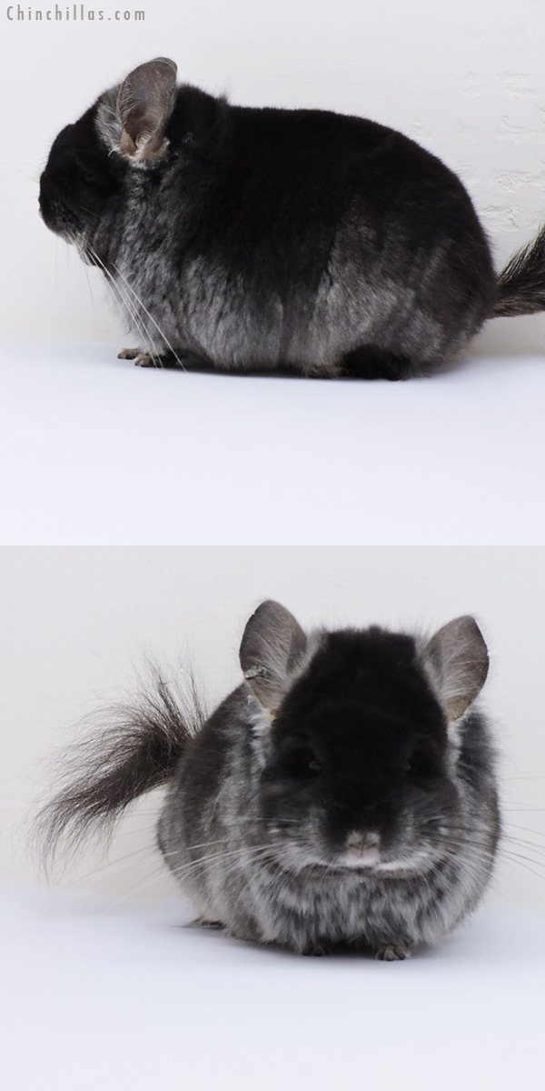 18273 Blocky Black Velvet ( Violet Carrier )  Royal Persian Angora Male Chinchilla