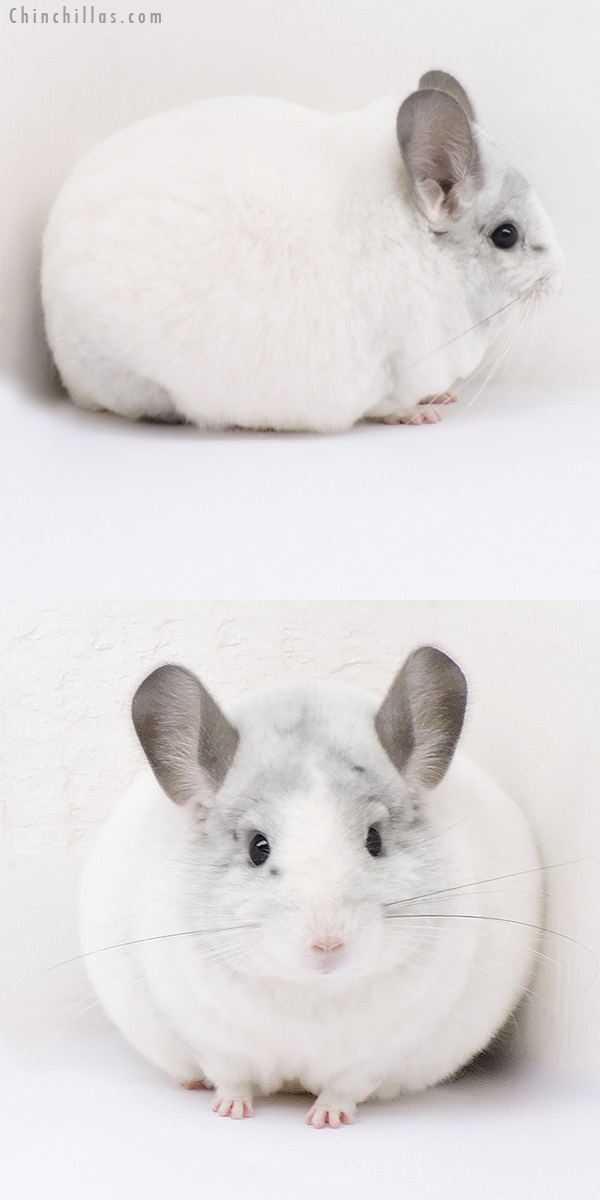 18282 Large Blocky Herd Improvement Quality White Mosaic Male Chinchilla