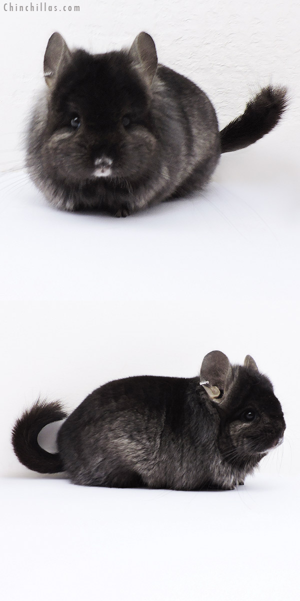 18278 Ebony  Royal Persian Angora ( Locken Carrier ) Female Chinchilla