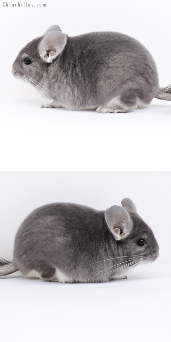18283 Large Top Show Quality Violet Male Chinchilla