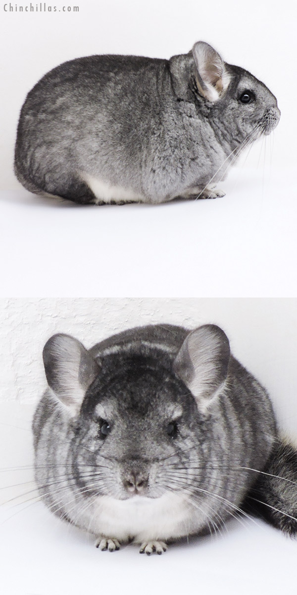 18281 Large Blocky Standard Female Chinchilla