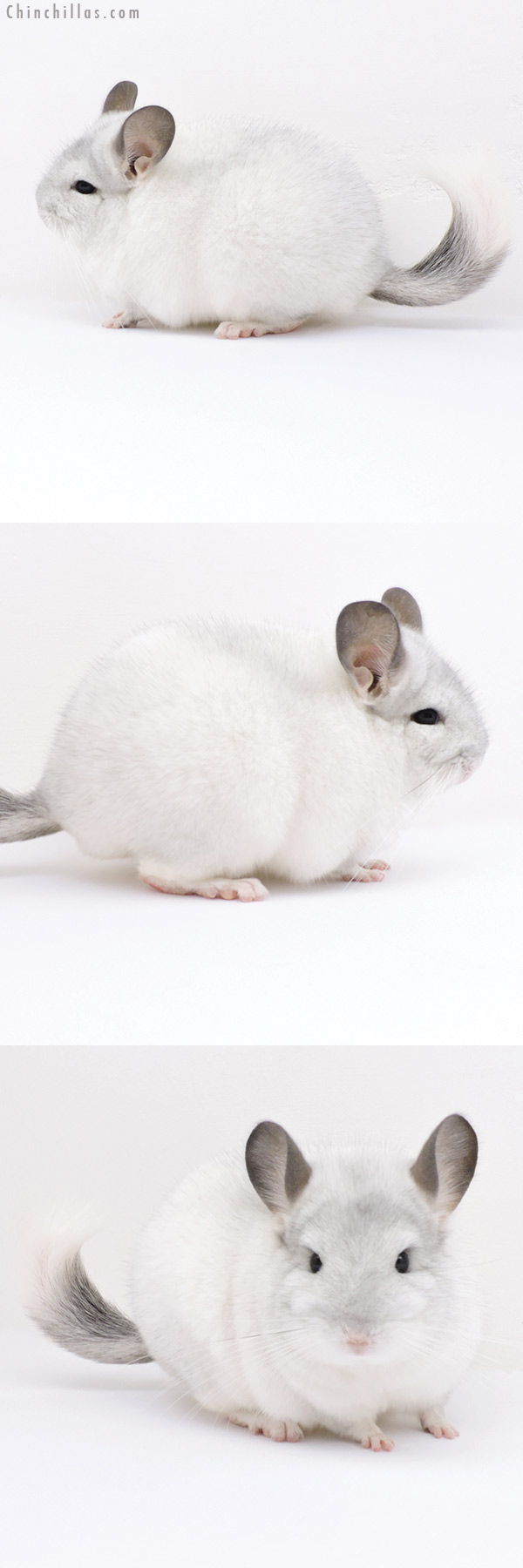 18286 Premium Production Quality White Mosaic Female Chinchilla