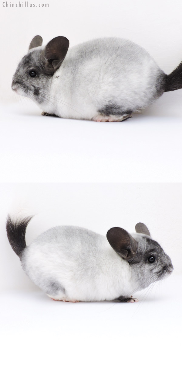 18293 Ebony and White Mosaic ( Locken Carrier ) Female Chinchilla