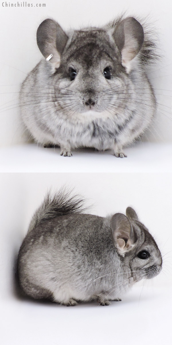 18284 Standard  Royal Persian Angora ( Locken Carrier ) Female Chinchilla