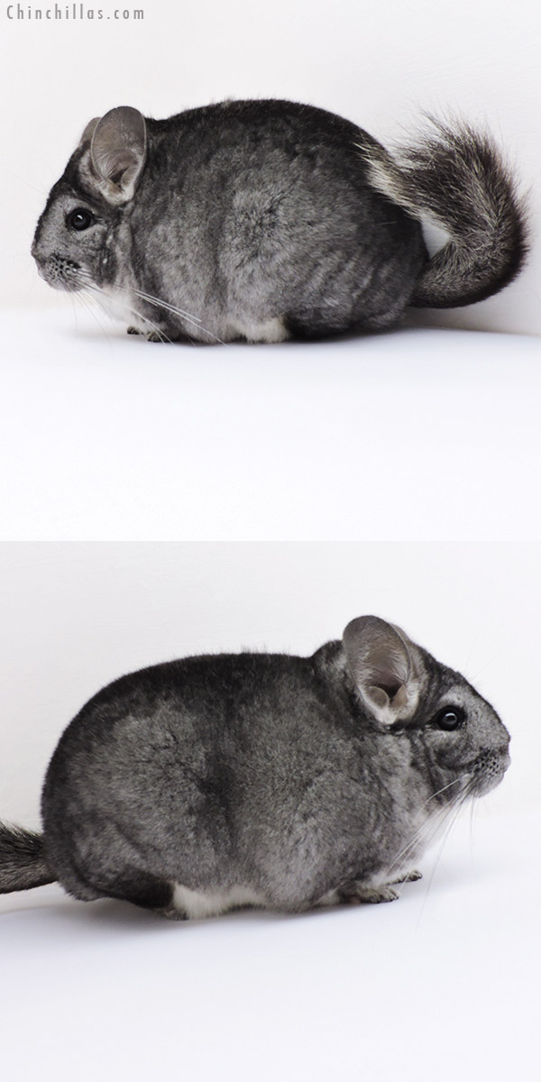 18285 Premium Production Quality Standard Female Chinchilla