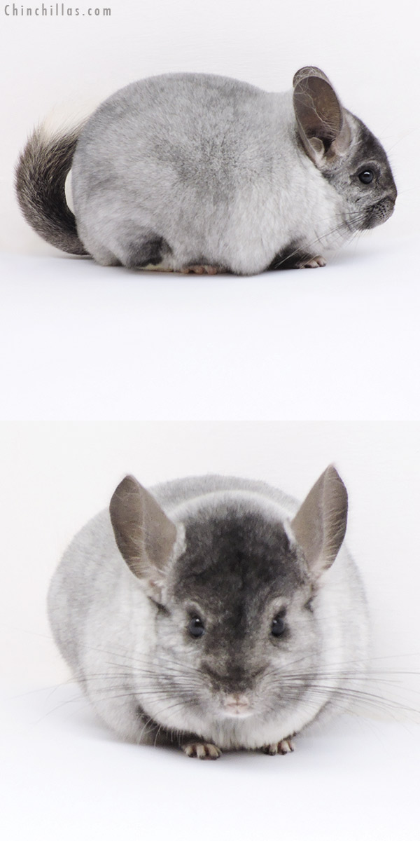 18287 Large Top Show Quality Ebony and White Mosaic Male Chinchilla