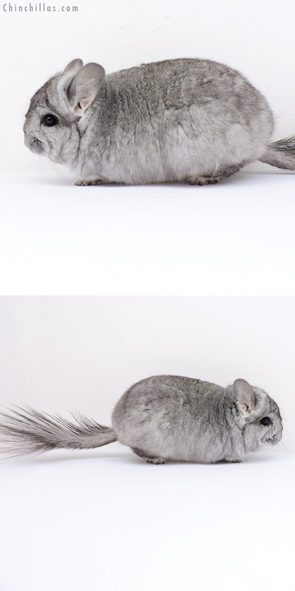 18289 Standard ( Violet Carrier )  Royal Persian Angora Female Chinchilla