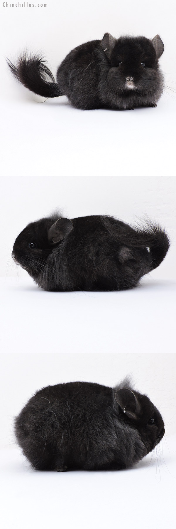 18324 Exceptional Blocky Brevi Type Ebony  Royal Persian Angora ( Locken Carrier ) Female Chinchilla