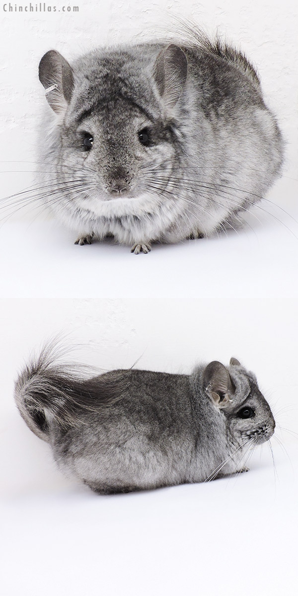 18318 Standard  Royal Persian Angora Female Chinchilla