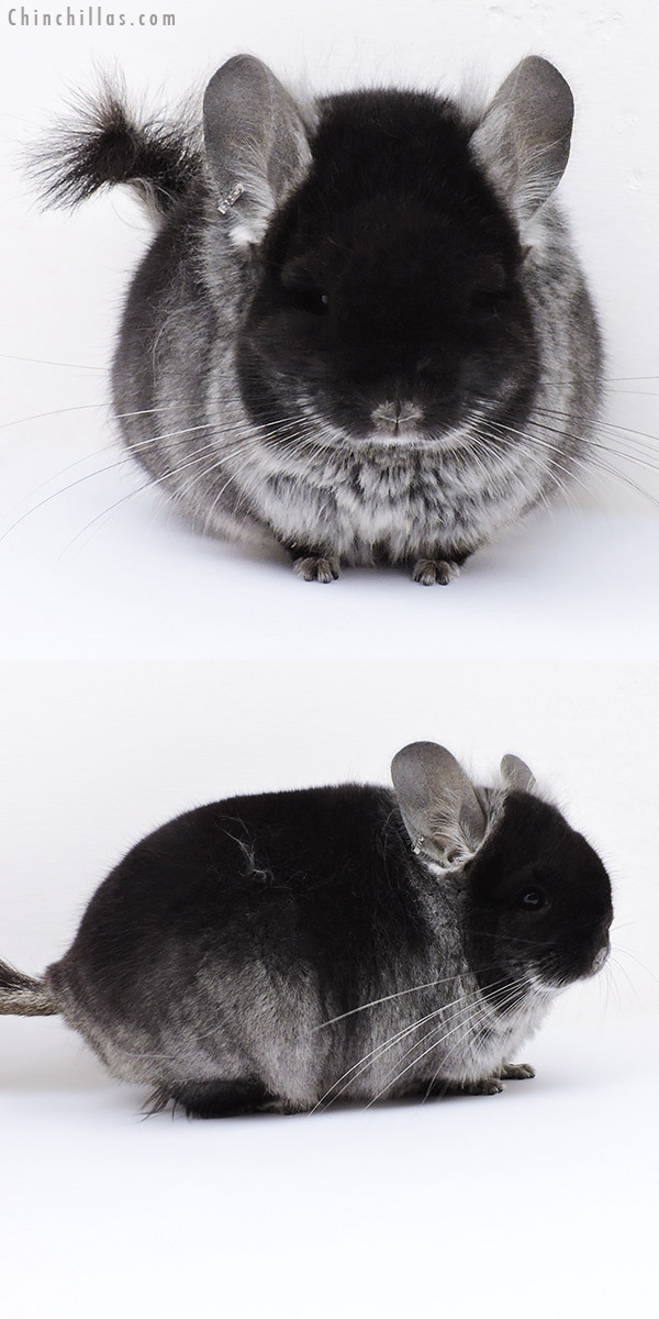 18276 Black Velvet  Royal Persian Angora Male Chinchilla