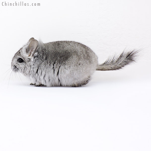 Chinchilla or related item offered for sale or export on Chinchillas.com - 18279 Standard ( Violet Carrier )  Royal Persian Angora Female Chinchilla