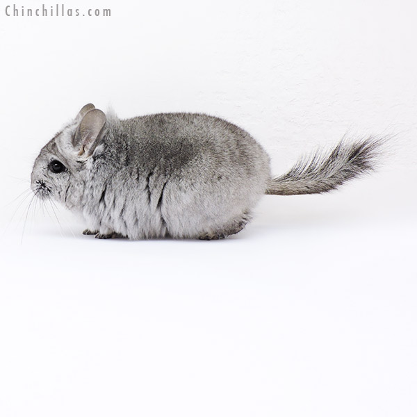 18279 Standard ( Violet Carrier )  Royal Persian Angora Female Chinchilla