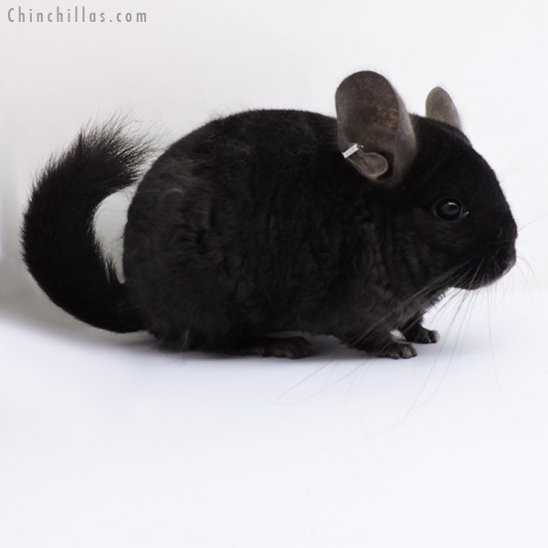 18291 Ebony (  Royal Persian Angora & Locken Carrier ) Female Chinchilla