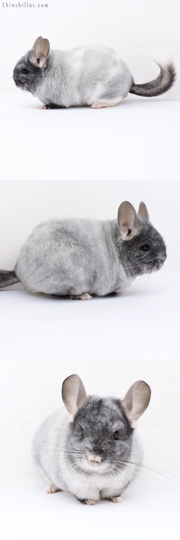 18306 Brevi Type Show Quality Unique Ebony & White Mosaic Female Chinchilla