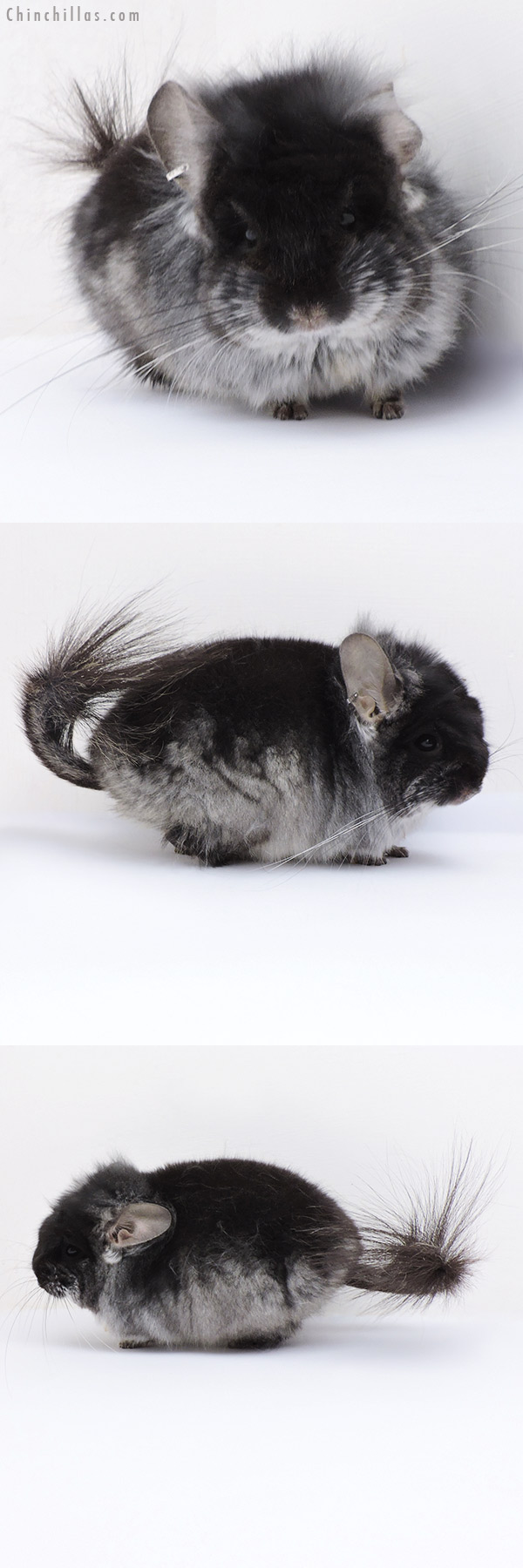 18274 Black Velvet ( Violet Carrier )  Royal Persian Angora Male Chinchilla