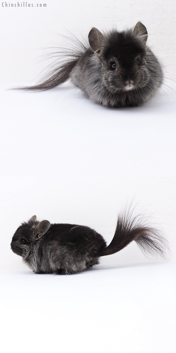 18320 Ebony ( Locken Carrier )  Royal Persian Angora Male Chinchilla with Lion Mane