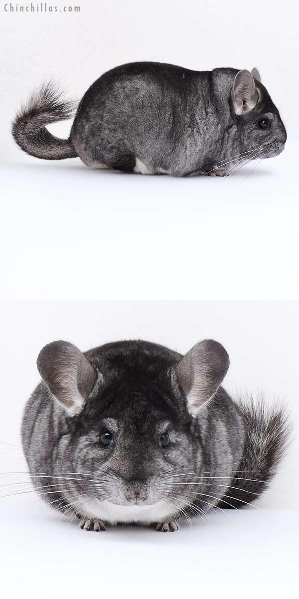 Chinchilla or related item offered for sale or export on Chinchillas.com - 18308 Large Blocky Herd Improvement Quality Standard Male Chinchilla