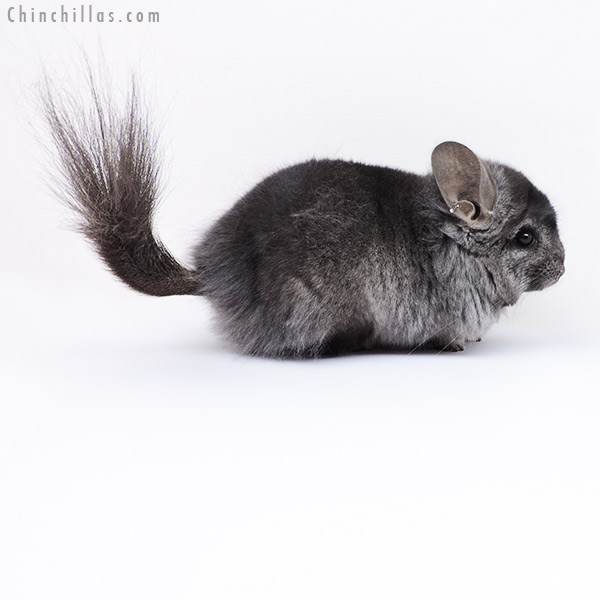 18311 Ebony ( Locken Carrier )  Royal Persian Angora Male Chinchilla