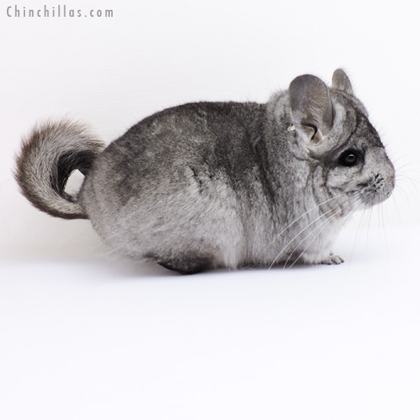 18294 Standard  Royal Persian Angora Female Chinchilla