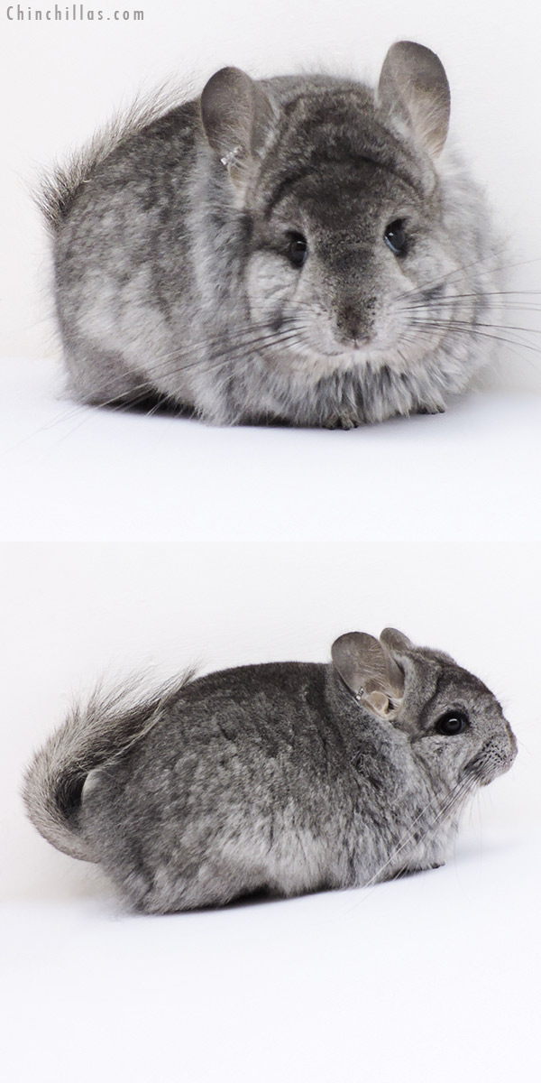 18292 Standard ( Locken Carrier )  Royal Persian Angora Female Chinchilla