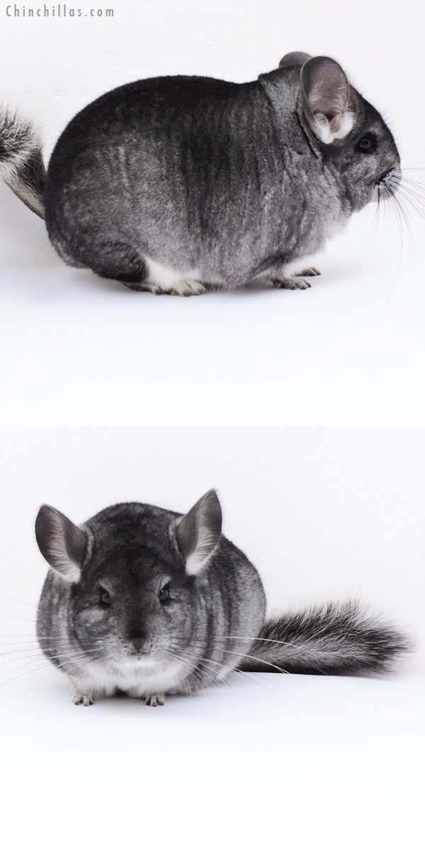 18288 Extra Large Blocky Premium Production Quality Standard Female Chinchilla