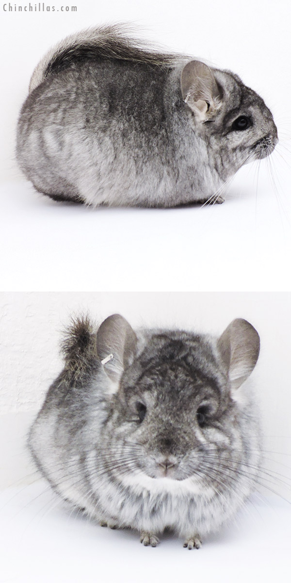 18297 Standard  Royal Persian Angora Female Chinchilla