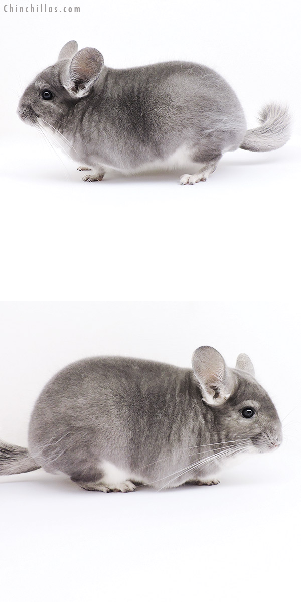 18304 Premium Production Quality Violet Female Chinchilla