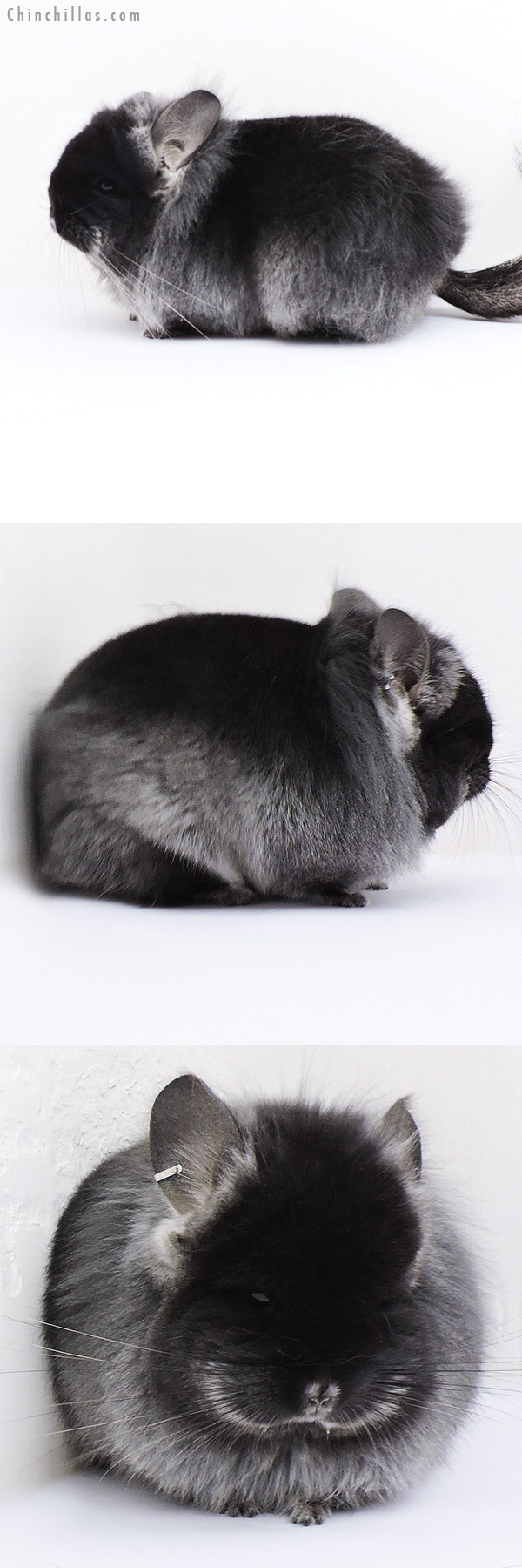 18299 Exceptional Brevi Type Black Velvet ( Ebony & Locken Carrier )  RPA Female Chinchilla with Lion Mane