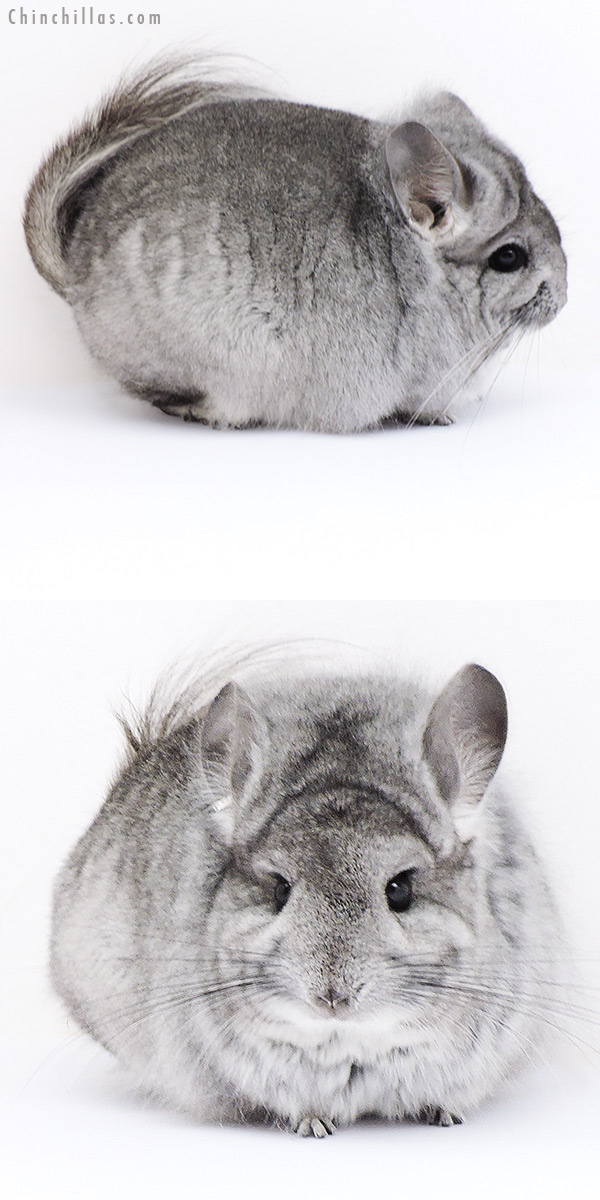 18303 Blocky Standard  Royal Persian Angora Female Chinchilla