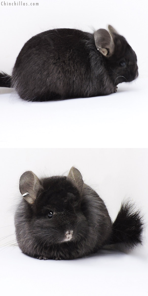 18321 Ebony ( Locken Carrier )  Royal Persian Angora Female Chinchilla with Lion Mane