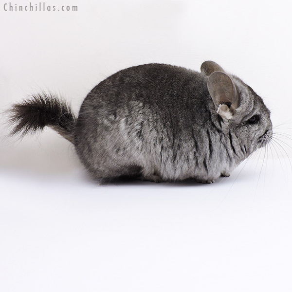 18307 Standard ( Ebony & Locken Carrier )  Royal Persian Angora Female Chinchilla